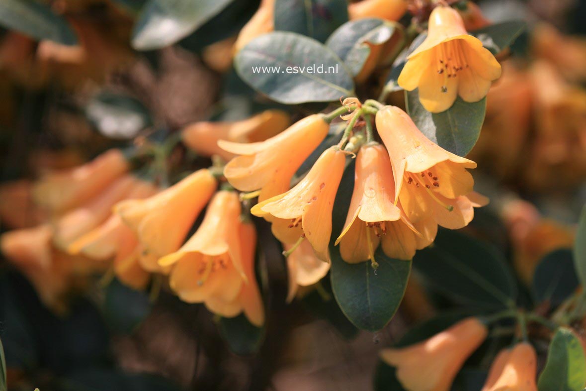 Rhododendron cinnabarinum xanthocodon