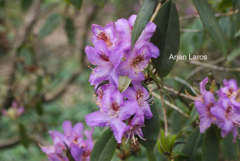 Rhododendron concinnum