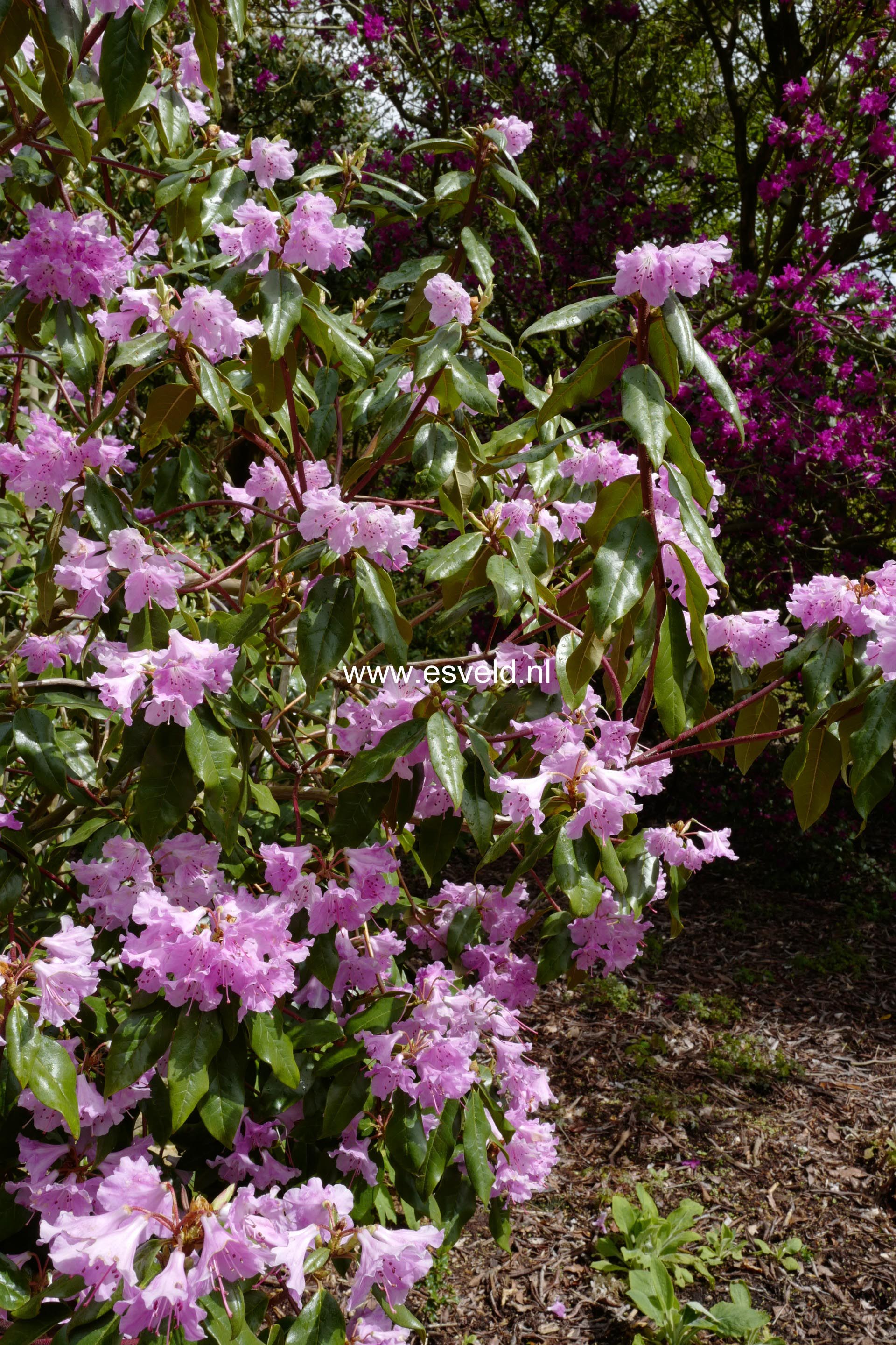 Rhododendron desquamatum