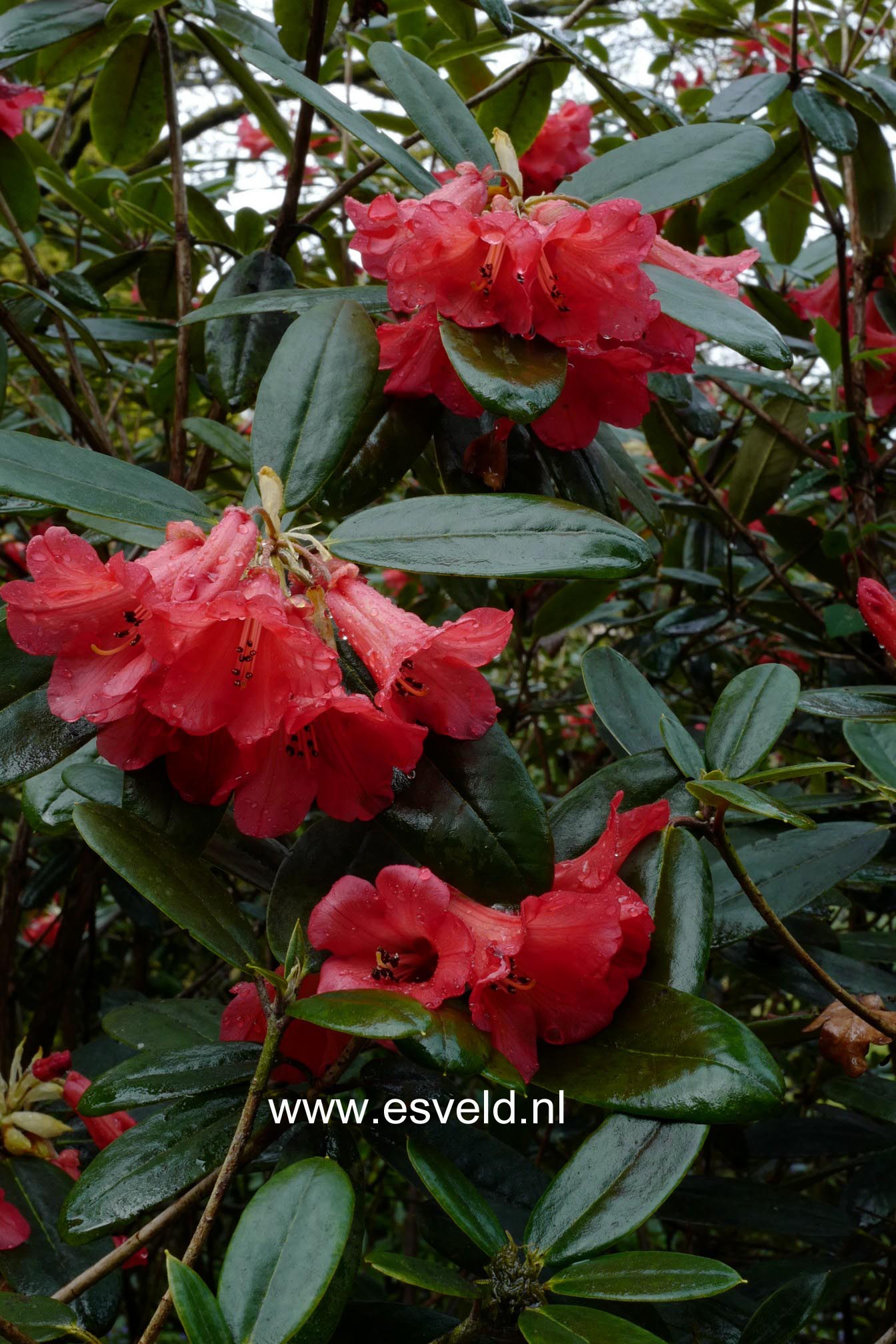Rhododendron dichroanthum