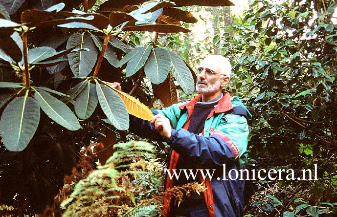 Rhododendron falconeri