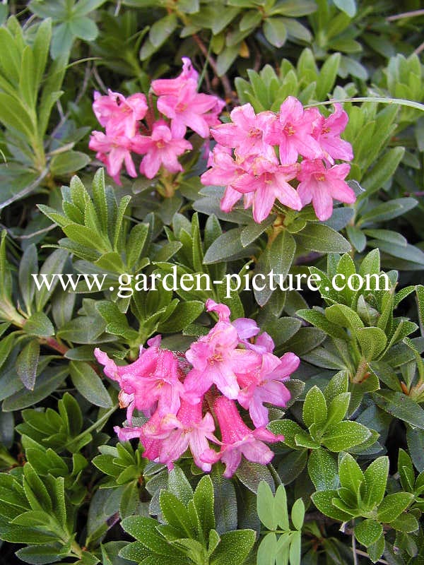 Rhododendron ferrugineum