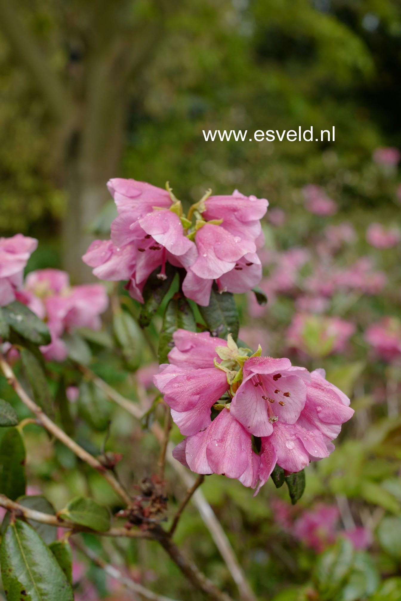 Rhododendron glaucophyllum