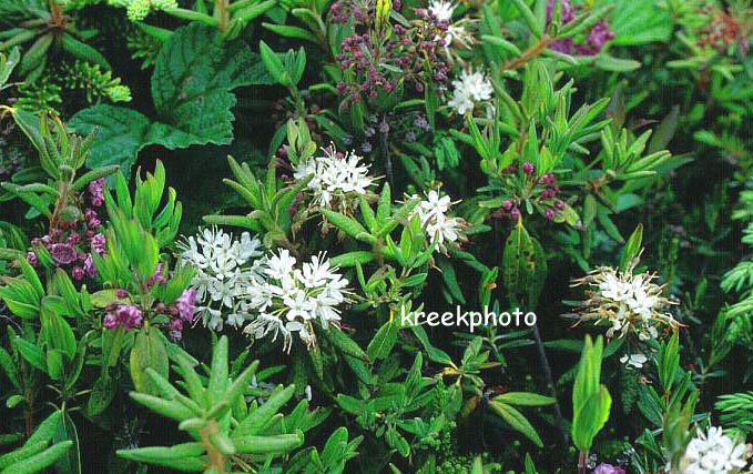 Rhododendron groenlandicum