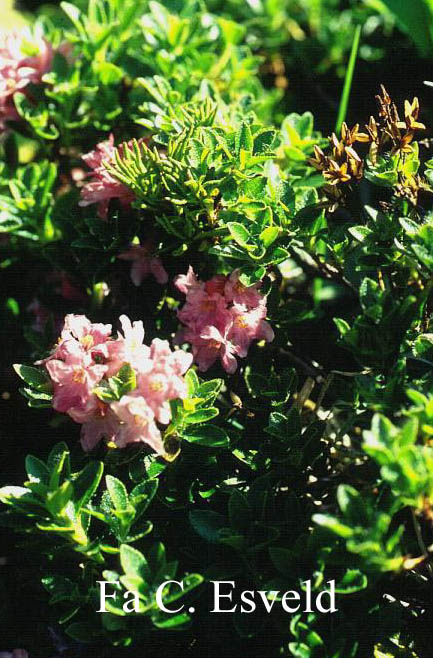 Rhododendron hirsutum