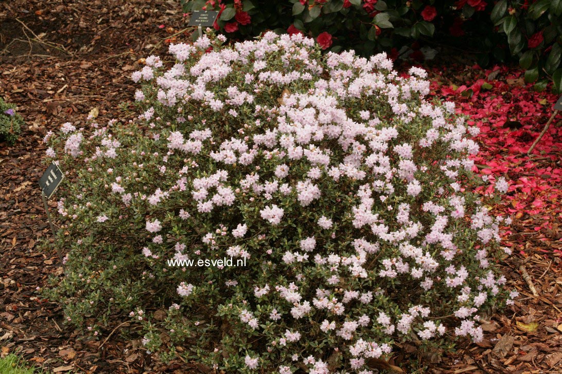 Rhododendron impeditum 'White Form'