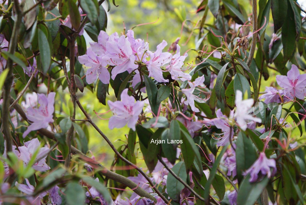 Rhododendron lochmium