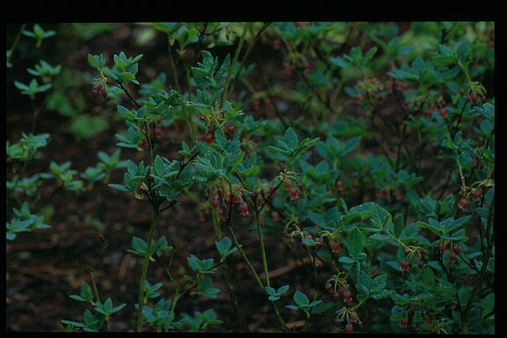 Rhododendron menziesii