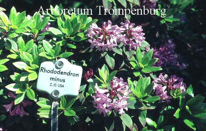 Rhododendron minus