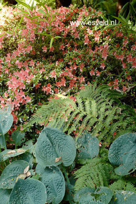 Rhododendron nakaharae
