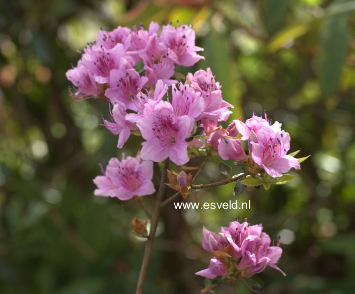 Rhododendron noriakianum