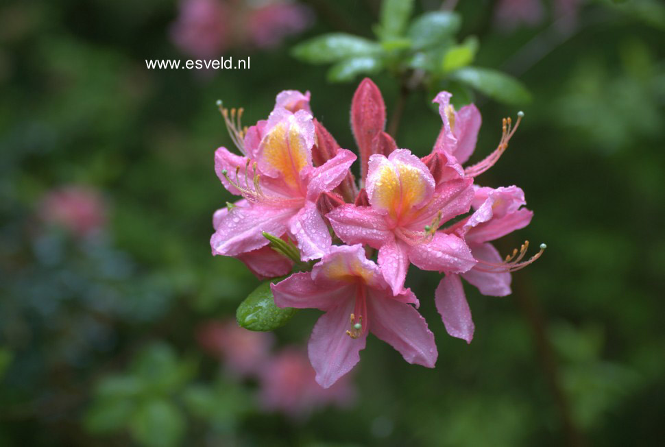 Rhododendron occidentale