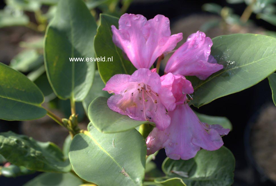 Rhododendron orbiculare