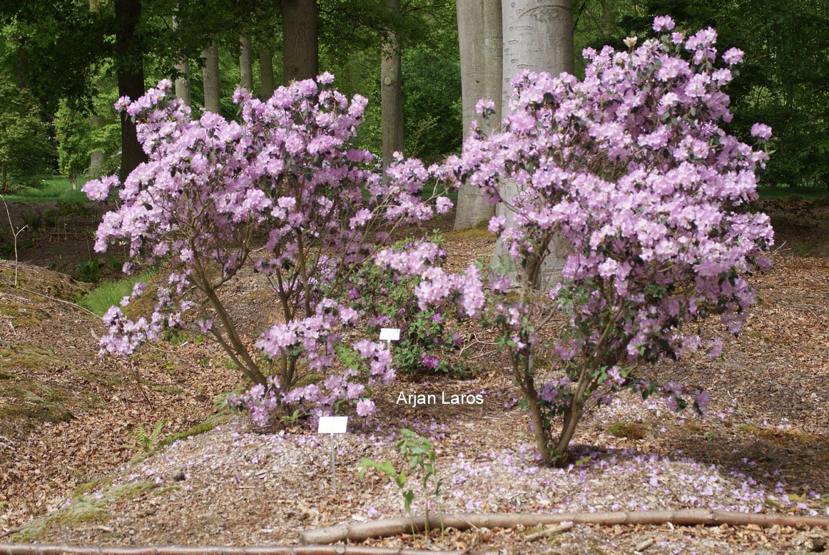 Rhododendron oreotrephes