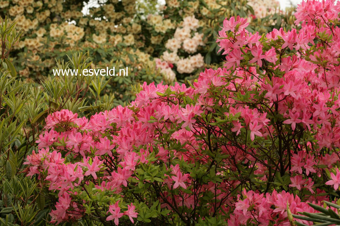 Rhododendron prinophyllum