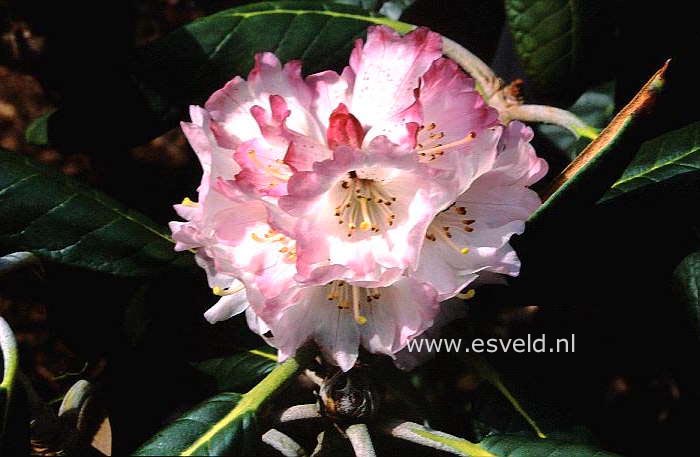 Rhododendron rex
