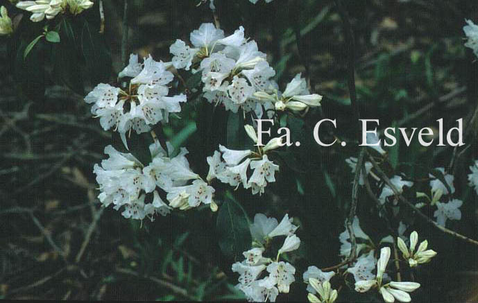 Rhododendron rubiginosum