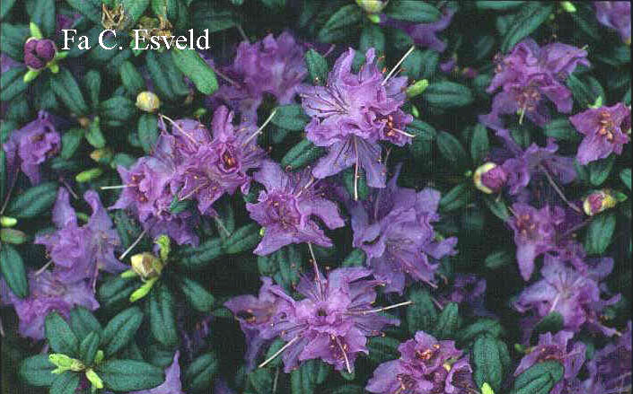 Rhododendron russatum