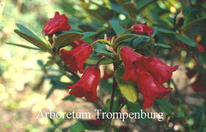 Rhododendron sanguineum