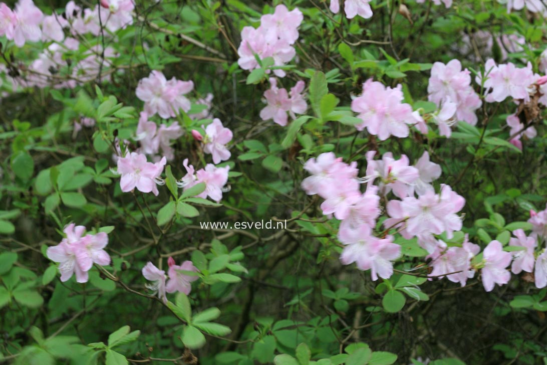 Rhododendron schlippenbachii