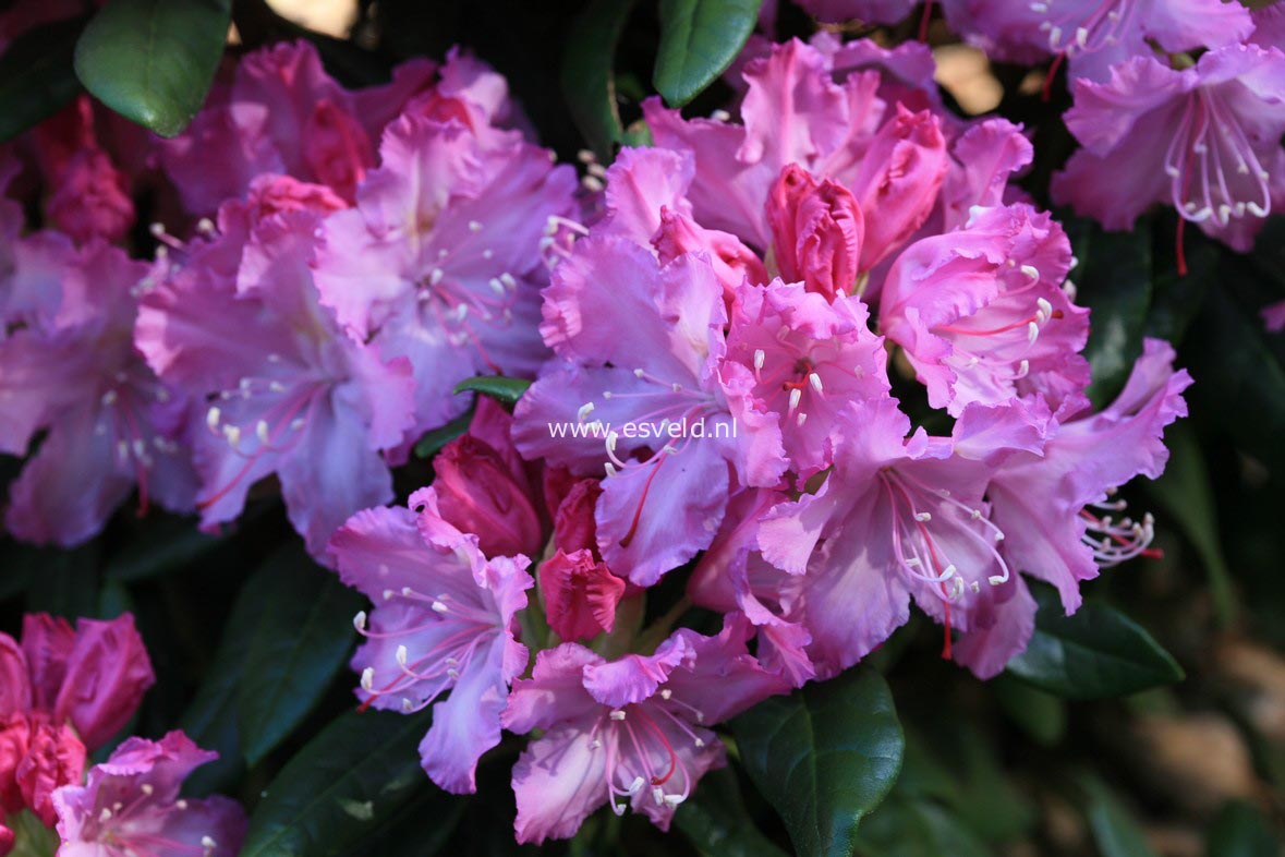 Rhododendron smirnowii