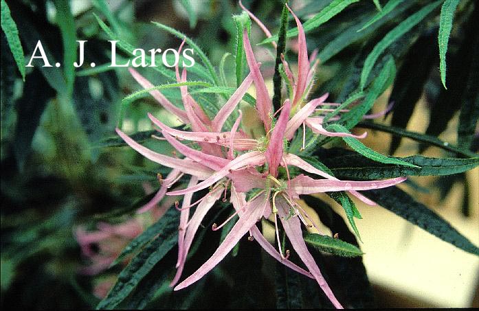 Rhododendron stenopetalum 'Linearifolium'