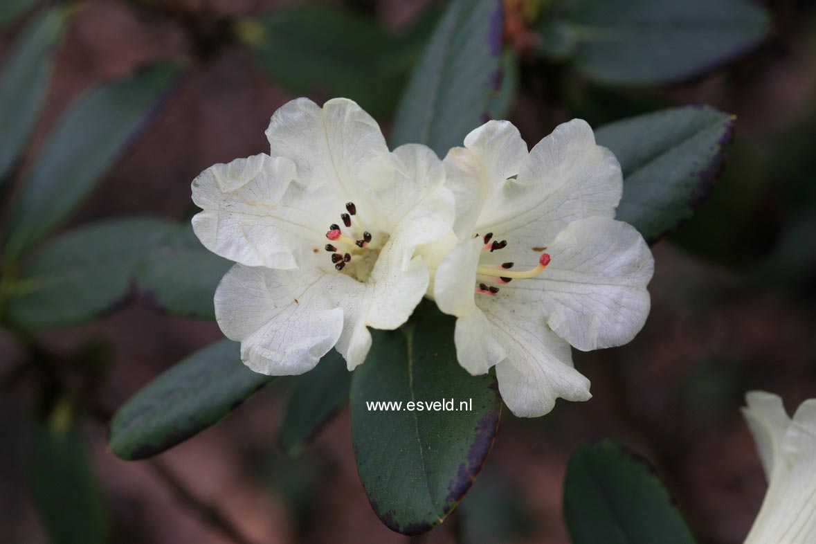 Rhododendron temenium var. dealbatum