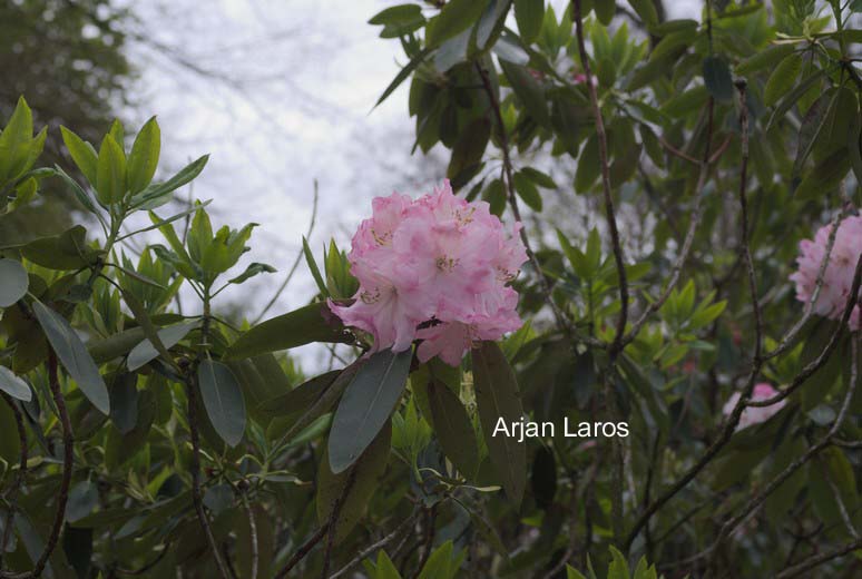 Rhododendron vernicosum