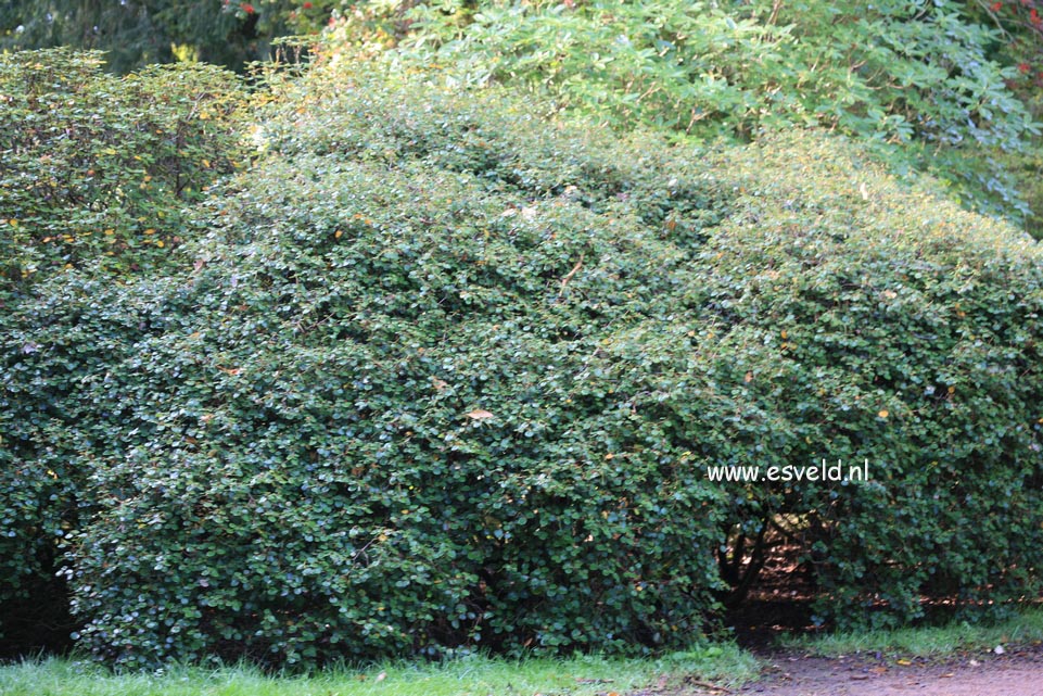 Rhododendron williamsianum