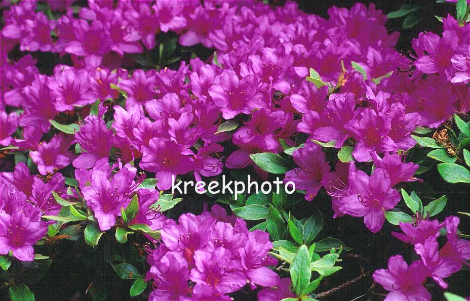 Rhododendron yedoense poukhanense