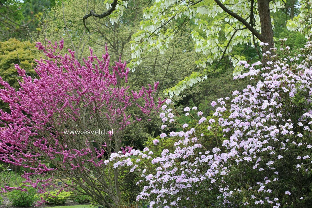 Rhododendron yunnanense
