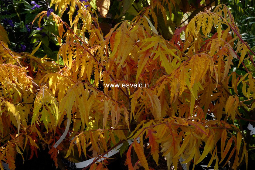 Rhus typhina 'Bailtiger' (TIGER EYES)