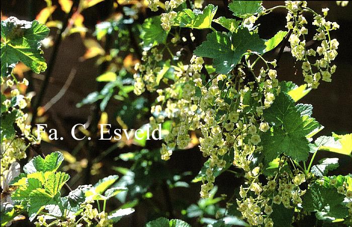 Ribes rubrum 'Jonkheer van Tets'