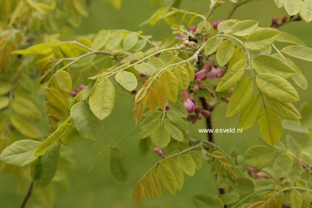 Robinia hispida 'Macrophylla'