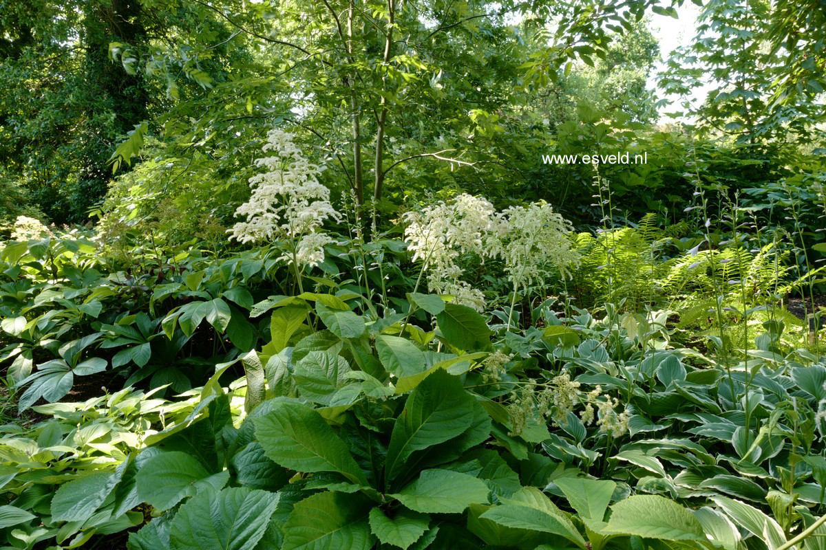 Rodgersia 'Irish Bronze'