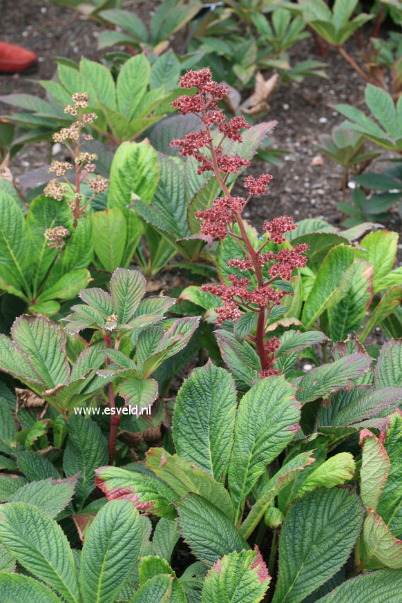 Rodgersia pinnata 'Die Stolze'