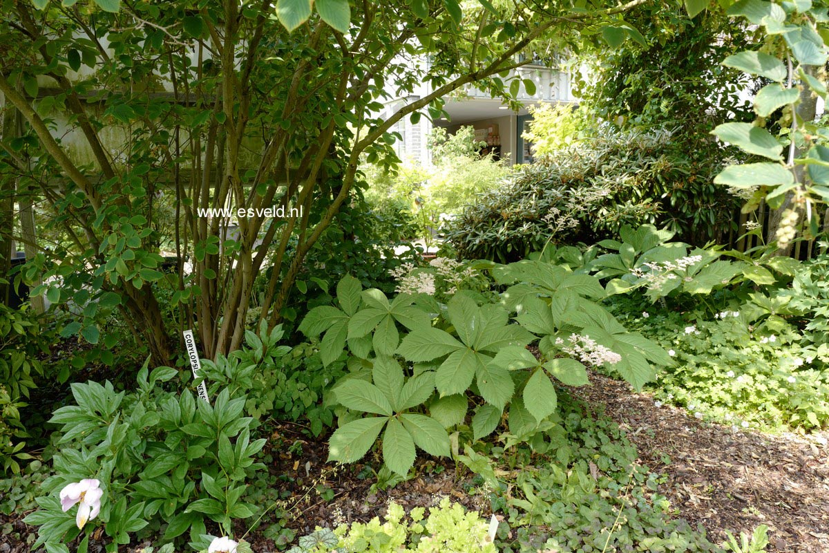 Rodgersia sambucifolia
