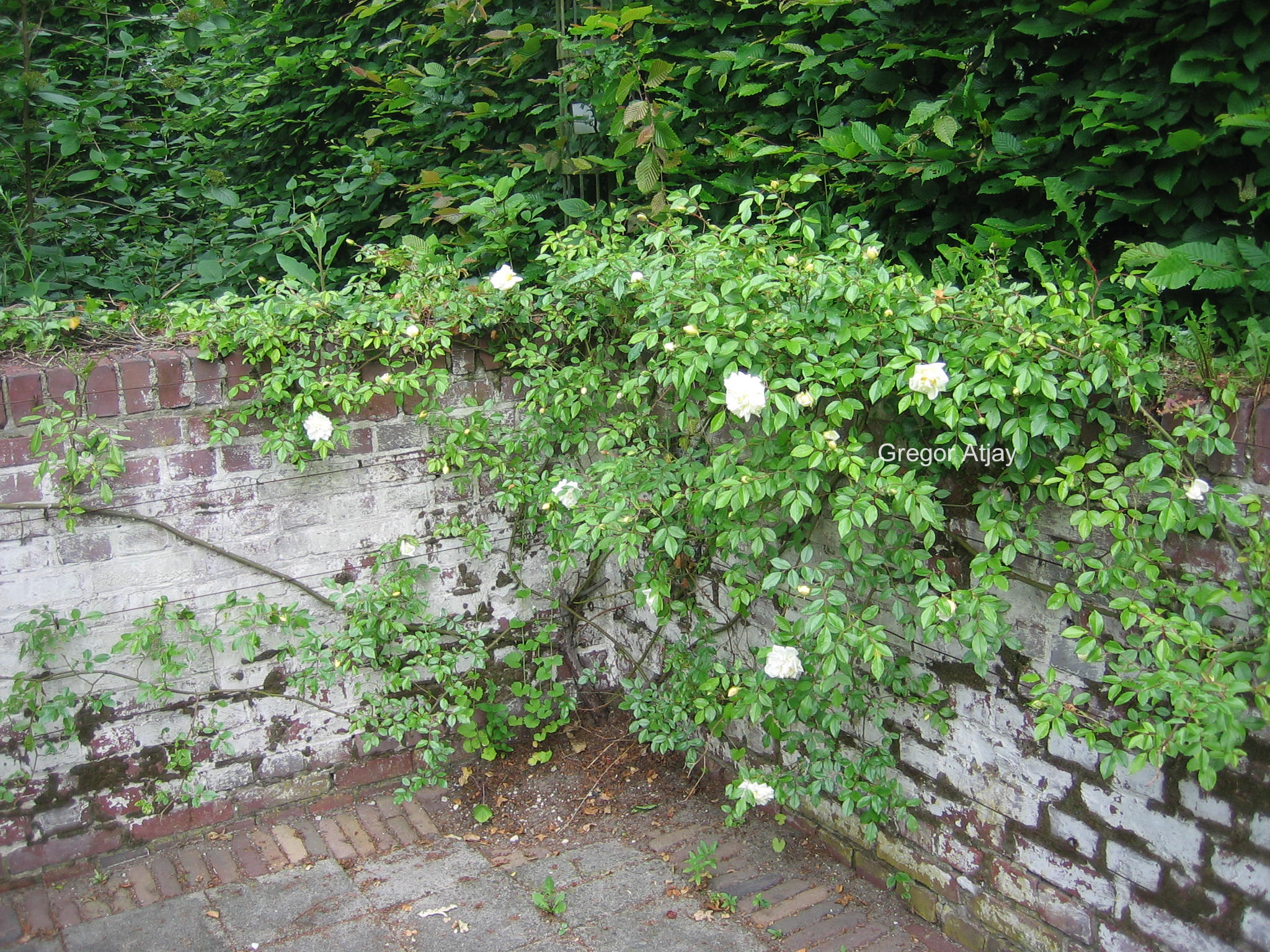 Rosa 'Alberic Barbier'
