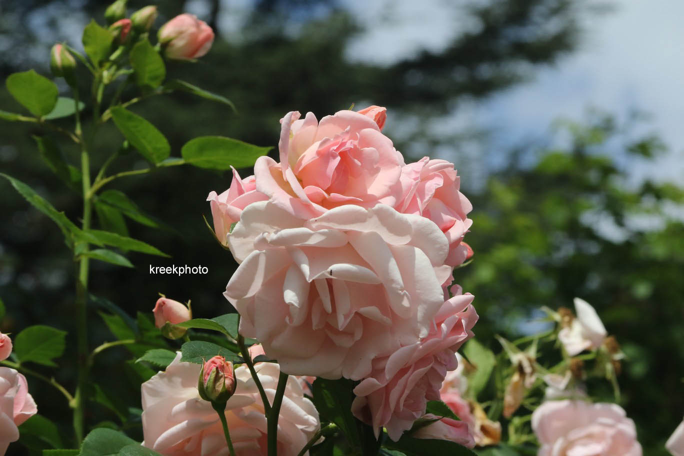 Rosa 'Astrid Lindgren'