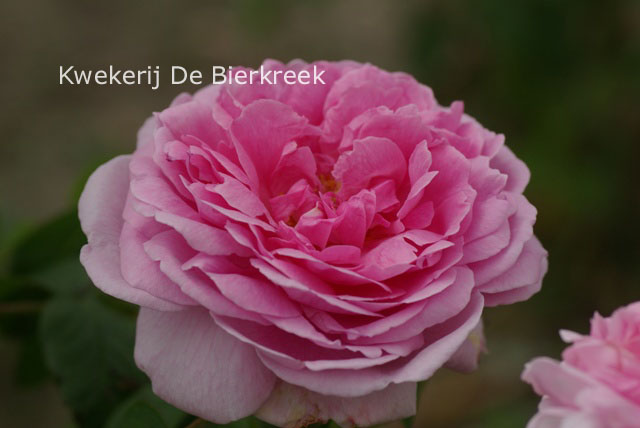Rosa 'Comte de Chambord'