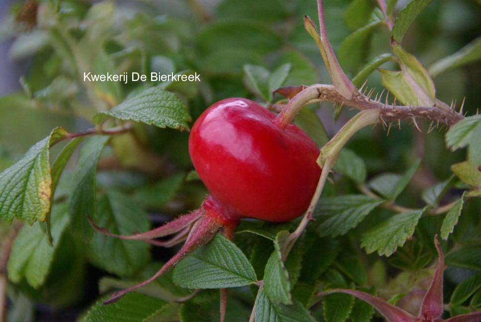 Rosa 'Dagmar Hastrup'