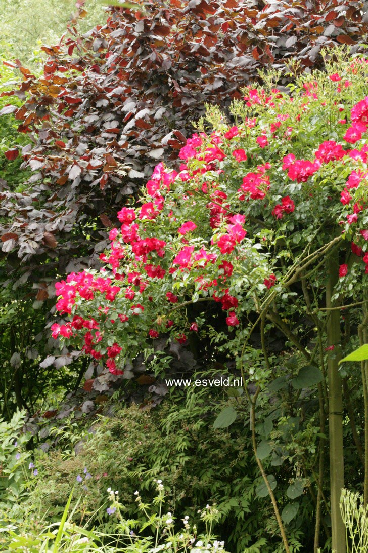 Rosa 'Dortmund'