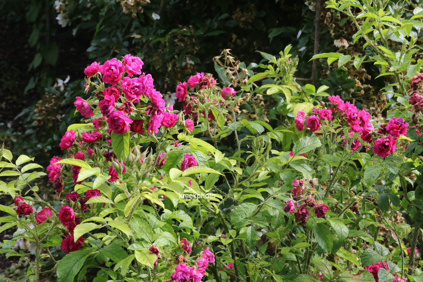 Rosa 'F.J. Grootendorst'