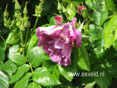 Rosa 'Frantasia' (RHAPSODY IN BLUE)