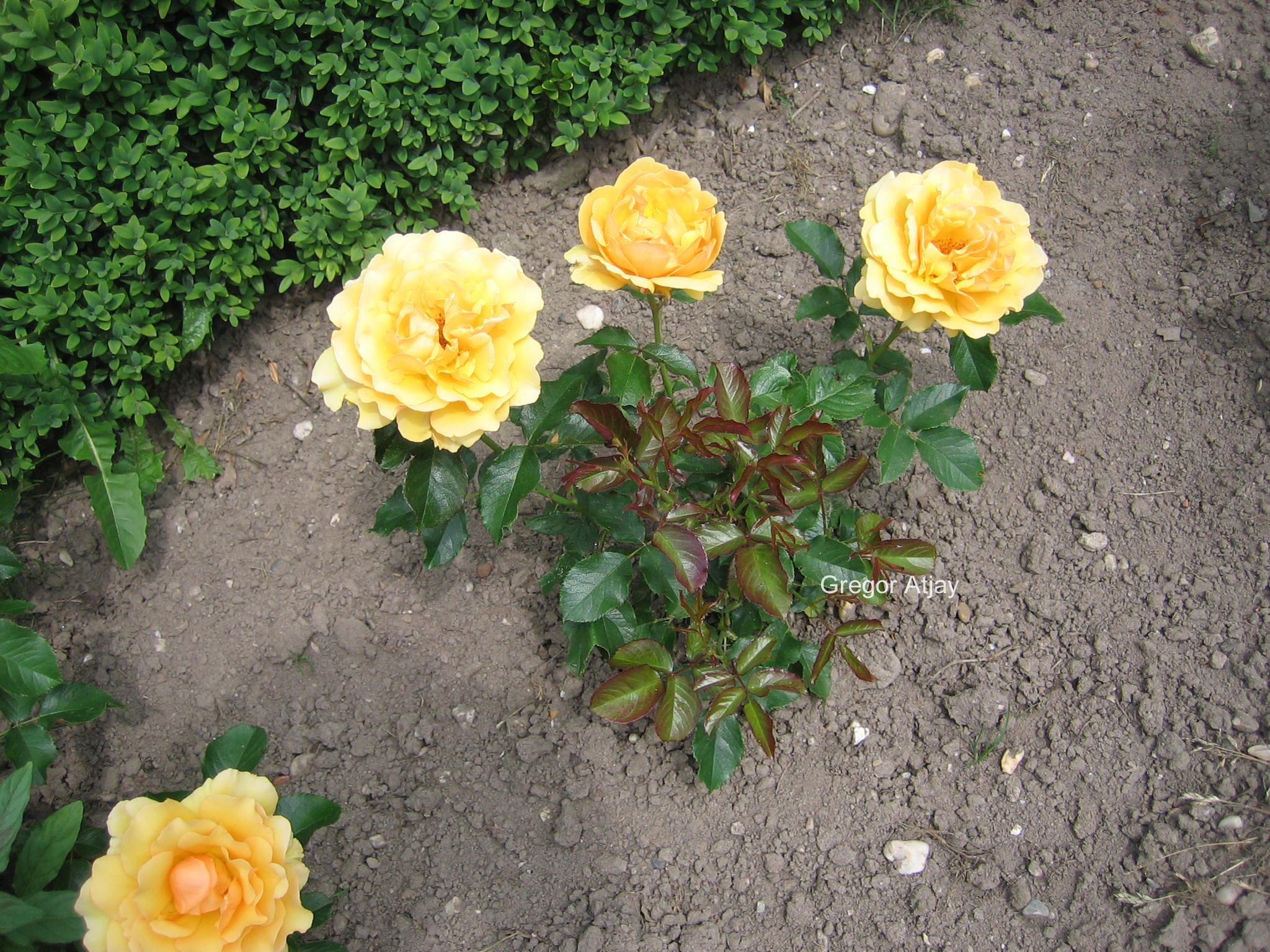 Rosa 'Harroony' (AMBER QUEEN)