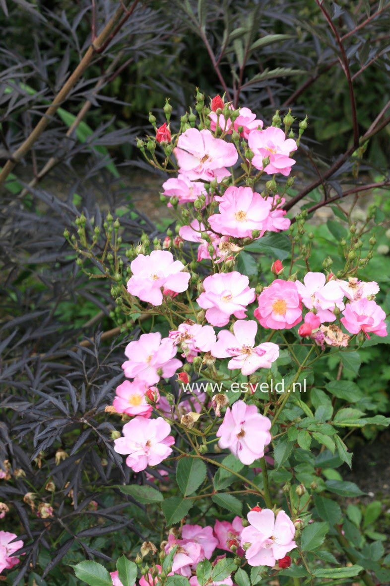 Rosa 'Interlav' (LAVENDER DREAM)