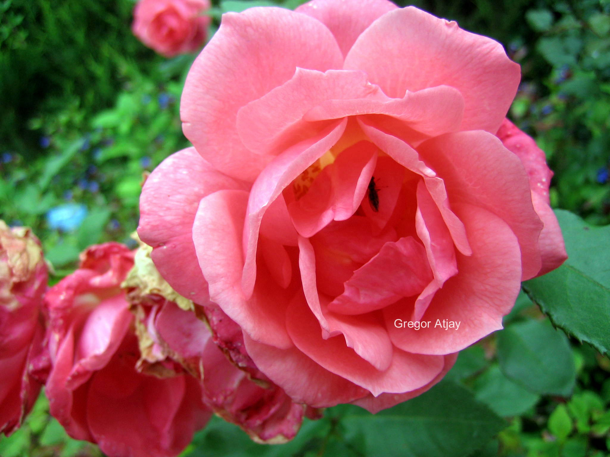 Rosa 'Pernille Poulsen'