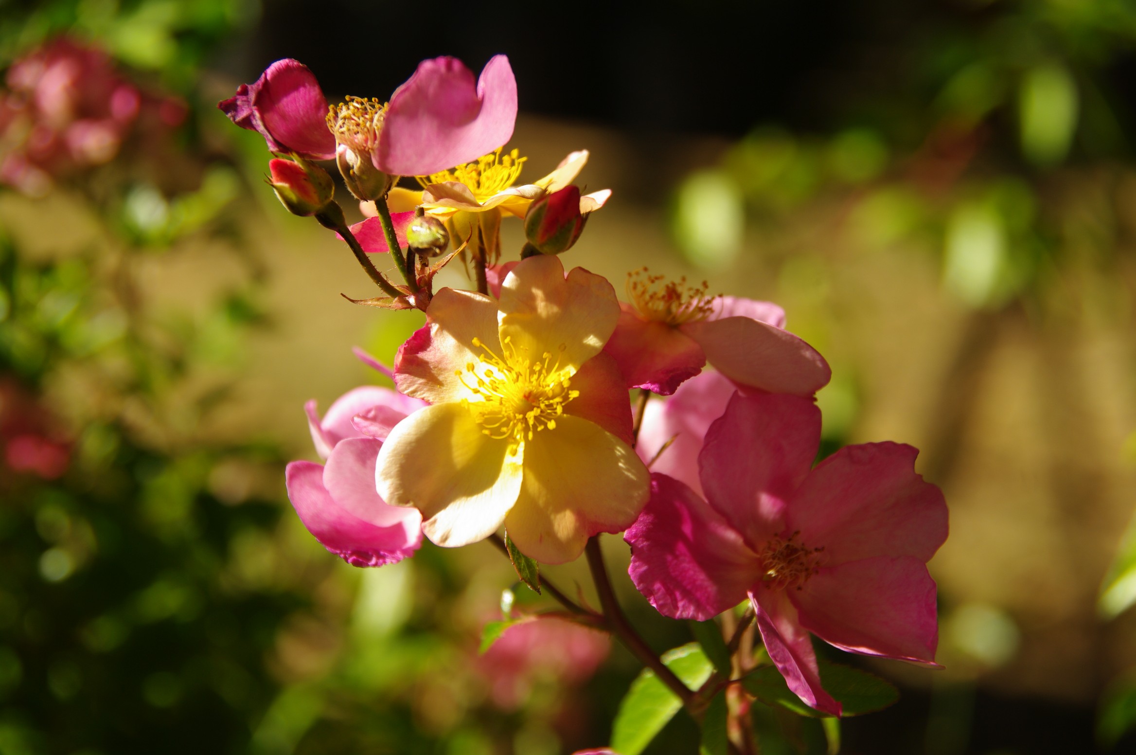 Rosa 'Plaisanterie'
