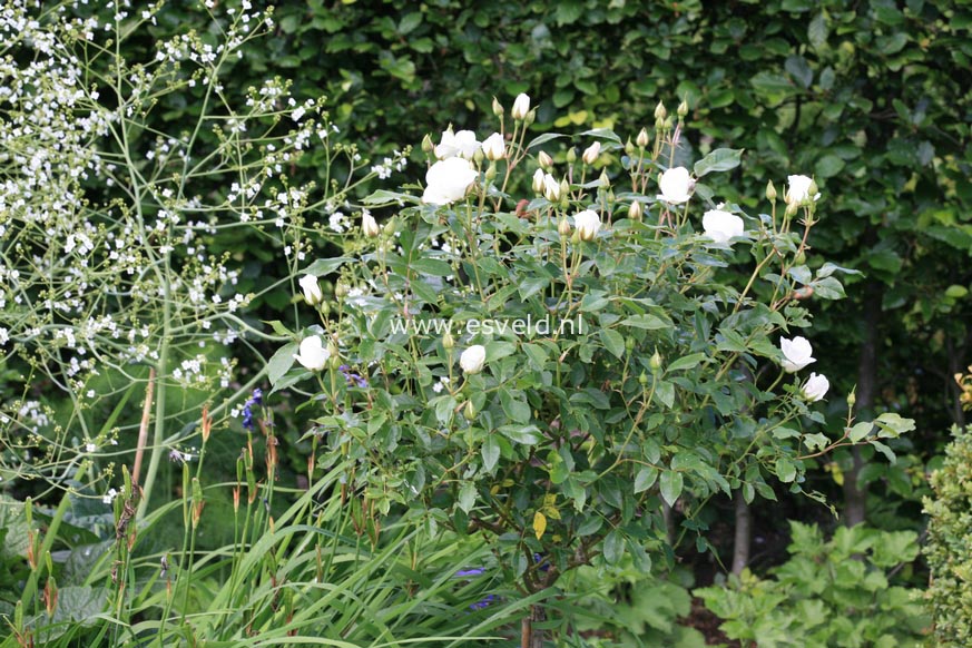 Rosa 'Schneewittchen' (KORBIN)