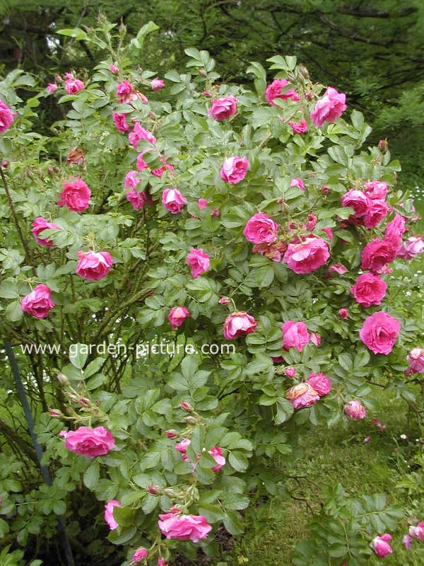 Rosa 'Strolon' (POLARSONNE)